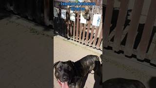 🤩 Cimarron Uruguayo in the ZOO🐺 Ivanhoe Cerberus Illusion  enjoys our trip🐾