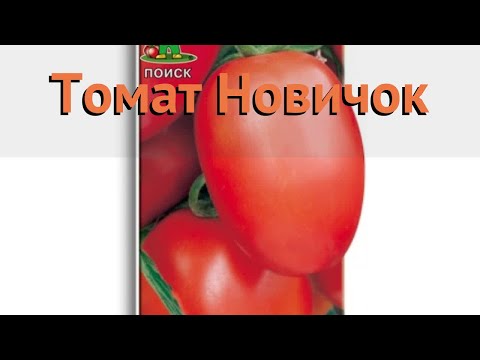 Томат обыкновенный Новичок (novichok) 🌿 томат Новичок обзор: как сажать семена томата Новичок Томат обыкновенный Новичок (novichok) 🌿 томат Новичок обзор: как сажать семена томата Новичок