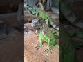 Para Betina Cantik #iguana