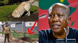 YOU WON’T BELIEVABLE What Julius Malema said about Nhlanhla Lux house bombing