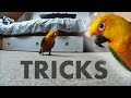 Jenday Conure Tricks