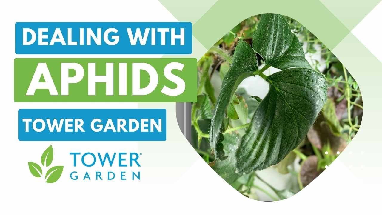 How to deal with Aphids (hate them, lol)