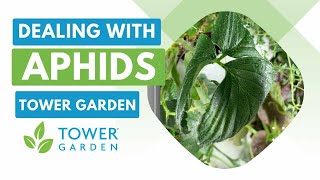 How to deal with Aphids (hate them, lol)