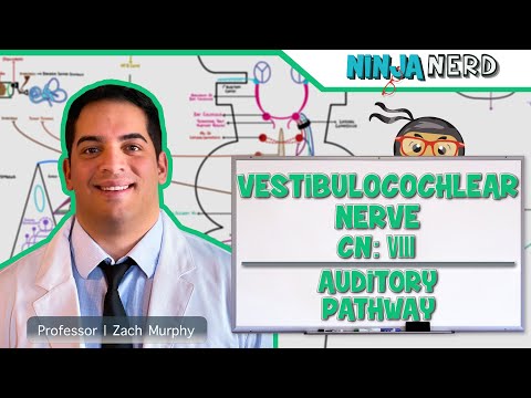 Neurology | Vestibulocochlear Nerve | Cranial Nerve VIII: Auditory Pathway