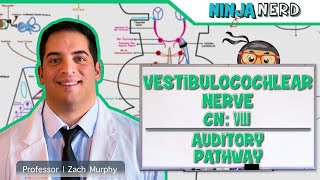 Neurology | Vestibulocochlear Nerve | Cranial Nerve VIII: Auditory Pathway