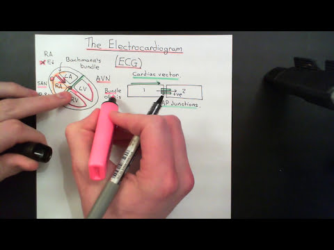 The Electrocardiogram (ECG)