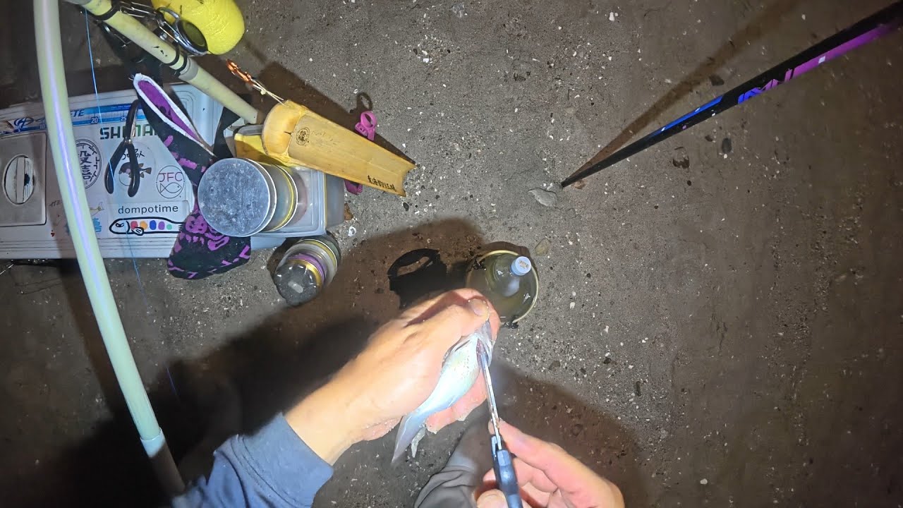 キスの夜釣りとキスの締め方と5日後のキスのお刺身！