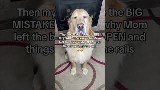 A day in the LIFE of BUDDY!! Would anyone like to adopt me?! #funnydogvideos #dog #funnydogstory