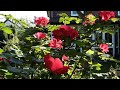 Роза  Робуста  в червні. Літній сад .Іриси. #сонячний #ранок #мійсад #київ #україна2022