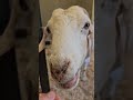 Sweet senior Prudence is the reason Ronaldo has to wear horn protection for life.