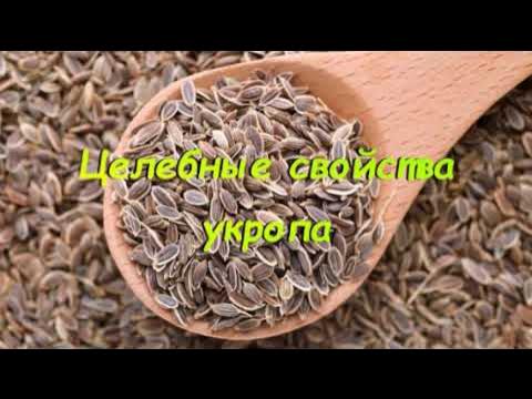 Как ускорить всходы укропа, и почему у некоторых он вообще не растет ...