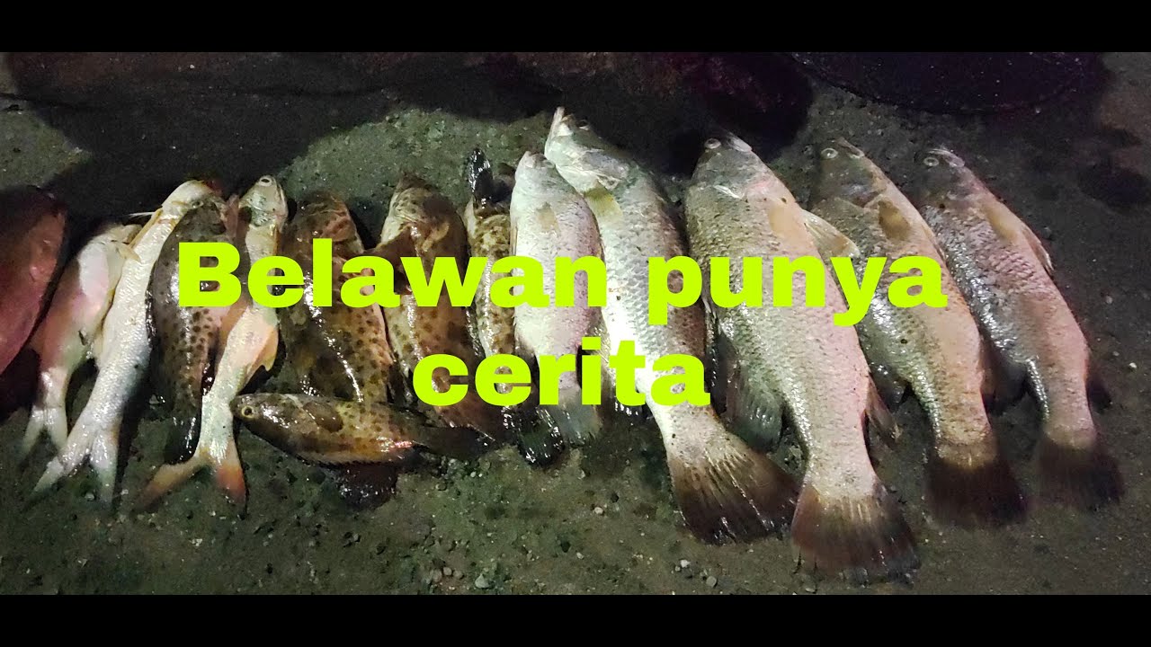 SPOT PELABUHAN BELAWAN || kayak mancing dikolam ||| panen kakap putih