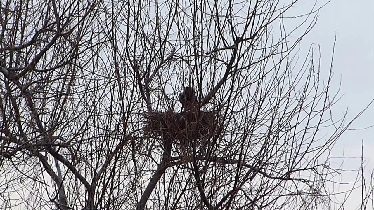 Гнездо вороны воронье гнездо варенье из малины. Воронье гнездо с птенцами. Воронье гнездо Стерлитамак. Серая ворона гнездо. Воронье гнездо БФ.