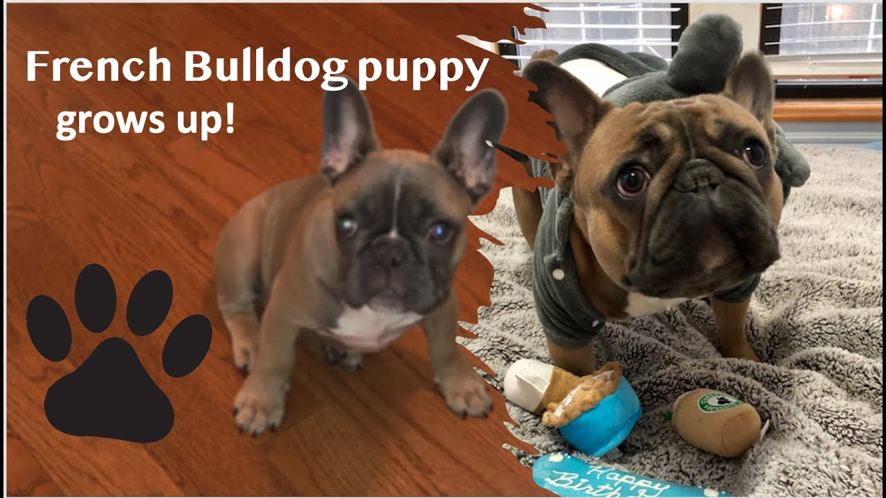 FRENCH BULLDOG PUPPY GROWING UP - 2 MONTHS TO 1 YEAR OLD - YouTube