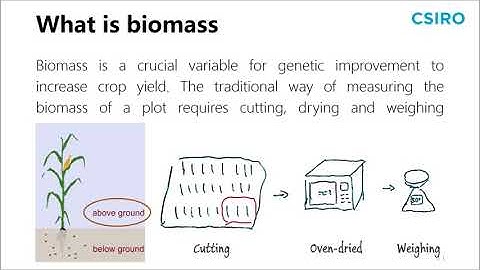 Biomass Prediction with 3D Point Clouds from LiDAR