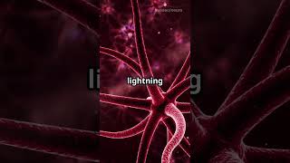 Unlocking the Secrets of Neural Pathways! 🧠✨