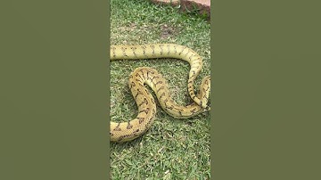 Het albino caramel bredli blood jaguar carpet python #reptiles #snake Australian snake breeder