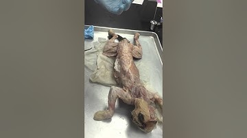 A&P Lab Cat Dissection Pt.1