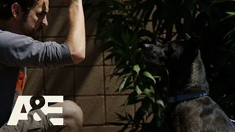 Dogs of War: Frank the Shepherd/Labrado...  Retrie...