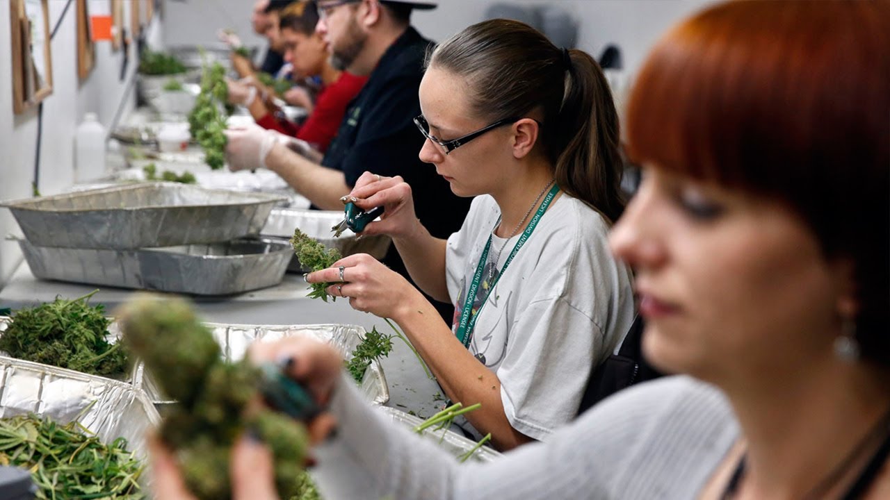 Congressman Cohen Suggests Pot Study for Unconvinced Republicans