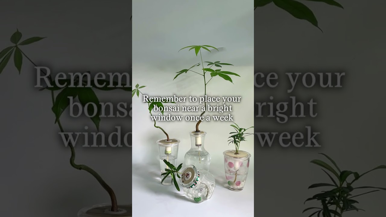 indoor real house plants Modern Office Duo Houseplants with Planter - Large (tall) Cement Grey Planters main image 0