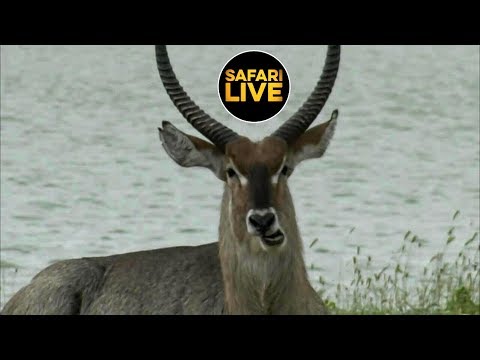 safariLIVE safariLIVE