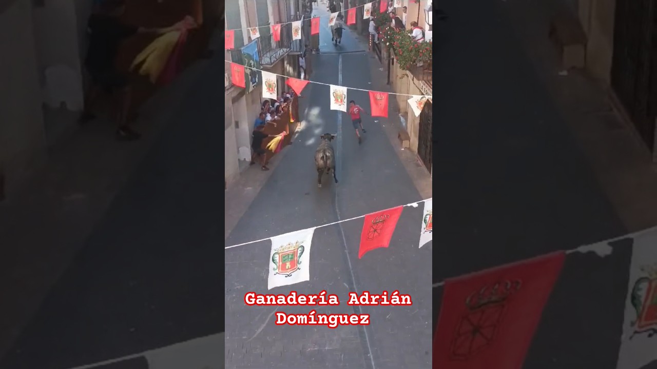 Cogida Entre Buey y Capón 🐂 Encierro Los Arcos !!! #24 #toros #navarra #domínguez #encierros