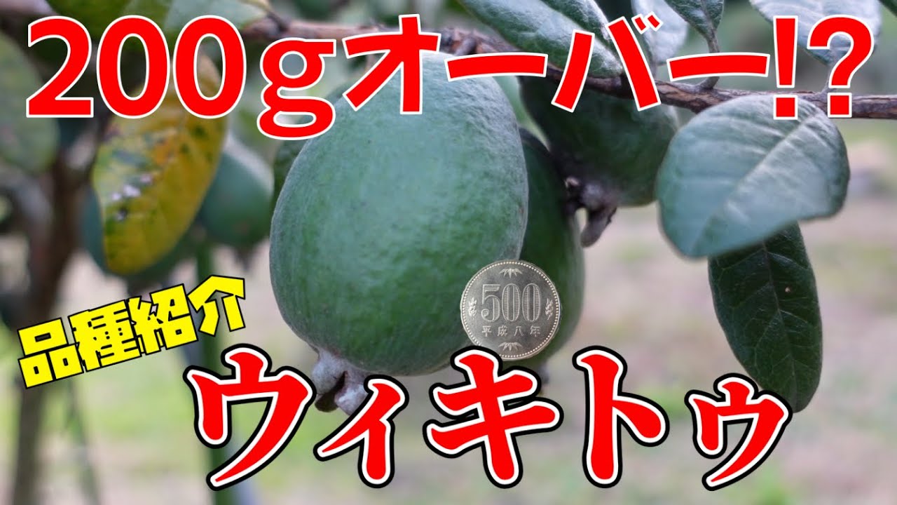 Variety Introduction] Over 200g!? Extra-large feijoa fruit 