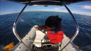 Filmato Cernia Bruna 16 Kg