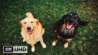 Cute Dog Videos and Relaxing Piano Melodies : Dancing Paws | 4K Videos screenshot 4