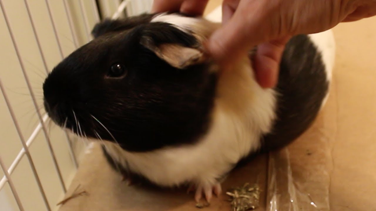 Ridiculously Cute Guinea Pig Petting YouTube