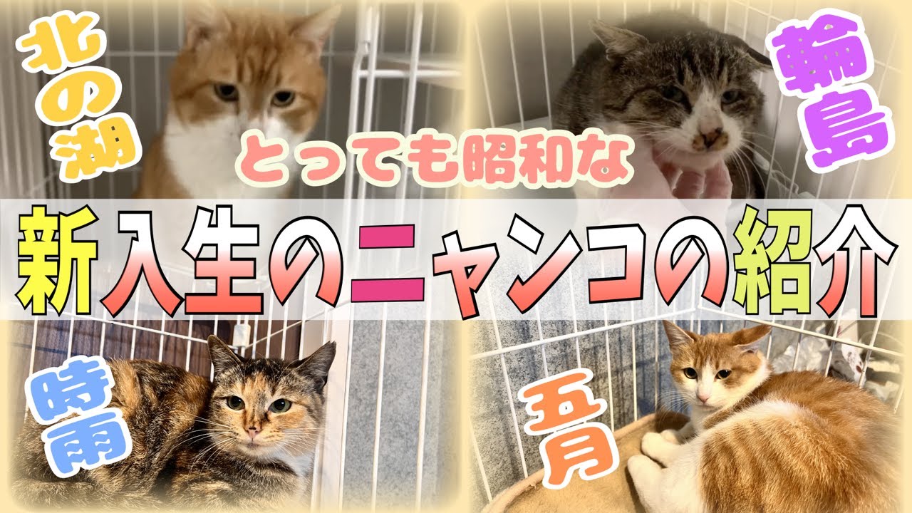 猫好き 猫好き必見！4匹の個性豊かな仲間たちを昭和テイストでご紹介♪ - YouTube