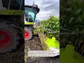 Precision Corn Harvesting with CLAAS Forage Harvester 🌽 #AgriTech #Farming #Harvest