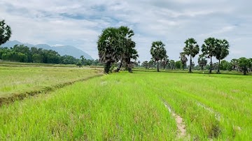 [DANAGO] Cánh Đồng Thốt Nốt, huyện Tri Tôn, An Giang - cánh đồng tuyệt đẹp Miền Tây