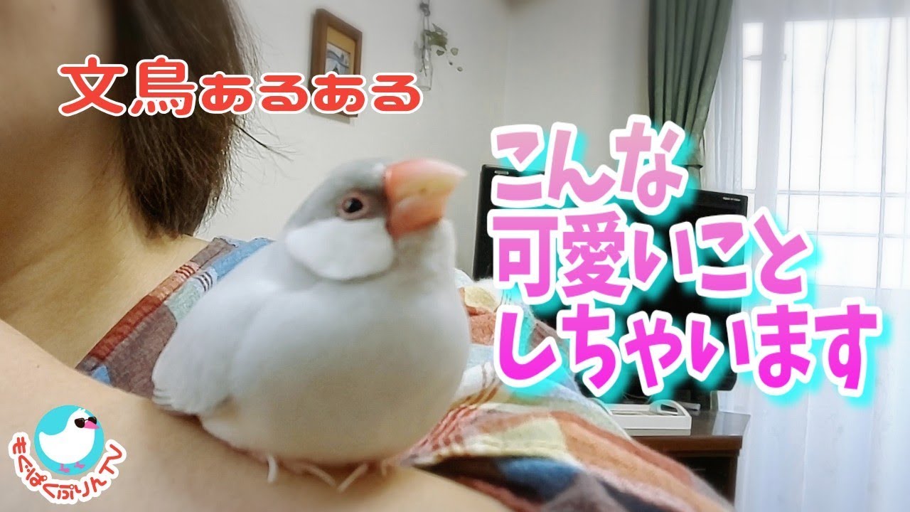 文鳥あるある こんな可愛いことしちゃいます Youtube