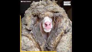 Sheep Covered In 80 Pounds Of Wool Makes Most Amazing Transformation |
