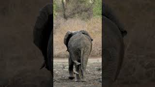 When an elephant arrives at the water hole...