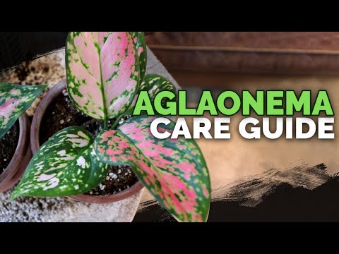 Video: Is aglaonema een kamerplant?