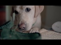 "Dog's Perspective" Commercial created for St. Vincent's Healthcare