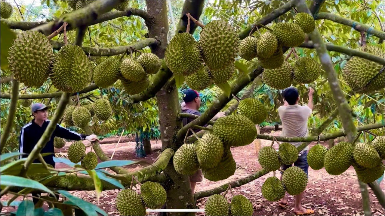 Tây nguyên ✌️cảnh cắt sầu riêng chuyên nghiệp.vườn ri 6 đang thu hoạch tại Đắklak.xem là mê.