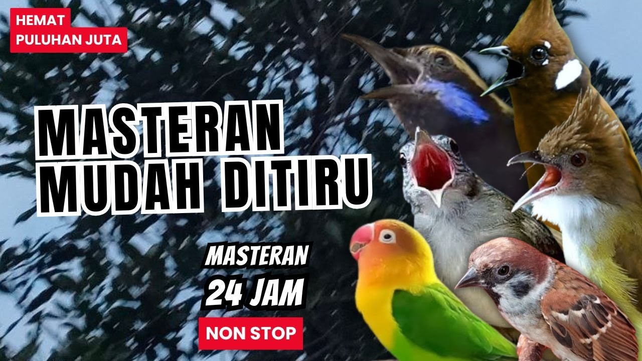 MASTERAN AMPUH MUDAH DITIRU UNTUK BURUNG MURAI BATU FIGHTER