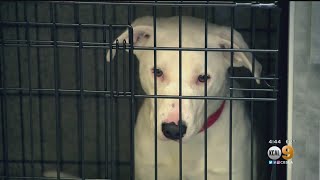 Shelter Animal Adoption Shop To Open In Westfield Century City Mall