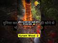 World Most Expensive Kynam Wood even Costlier than Gold! #facts #agar #wood #amazing #agarwood