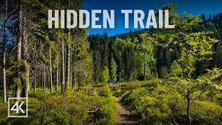 Hidden Stone Sea Walk | Scenic Border Forest Trail | Bavarian Forest 4K