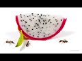 Ants vs Dragonfruit Timelapse