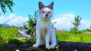 😸🐱CAT CUTE - PLAY WITH CAT -BILLI KARTI MEOW MEOW- kittens cats funniest - Animal Funny- VS 009 by ANIMALS 22 306 views 4 days ago 3 minutes, 4 seconds
