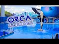 Orca Encounter - SeaWorld Orlando 06-21-2020