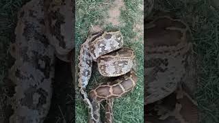Famous Indian Rock Python | Big Snakes Of India | Snakes Of Coorg | Naveen Raki | Net Worth