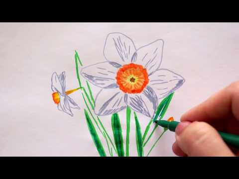 Video: Wie Zeichnet Man Eine Narzissenknospe?