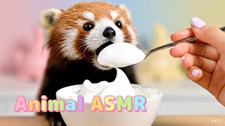 Gentle Animal ASMR | Soft & Quiet Moments screenshot 5